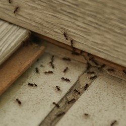 Désinsectisation fourmis préventive