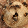 Frelons asiatique - Destruction de nids