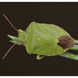 Punaise des bois - Traitement sur infestation