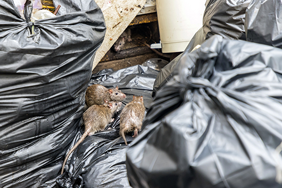 rats